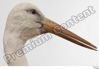Black stork head 0004.jpg